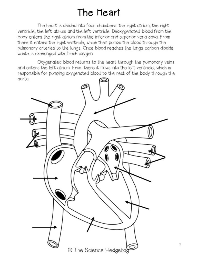 Human Anatomy Units Complete! – The Science Hedgehog